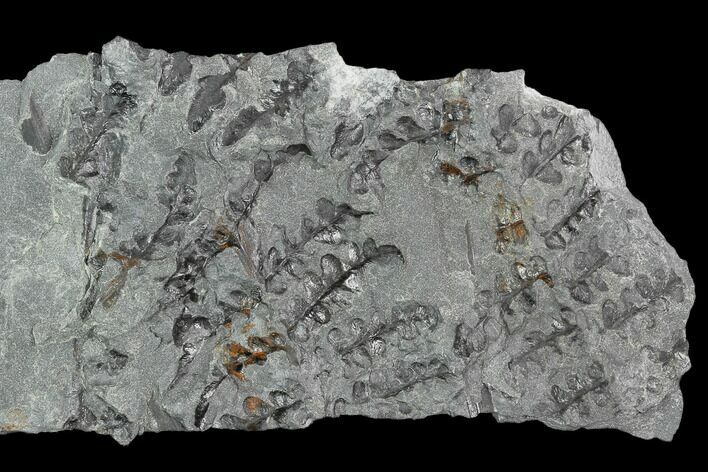 Pennsylvanian Fossil Fern (Sphenopteris) Plate - Alabama #123438